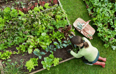 Gardening & Canning Classes